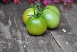 dwarf beautiful ones