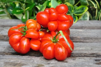 Godzilla Tomato