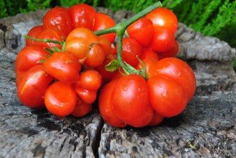 Godzilla Tomato