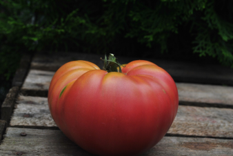 Mexico tomato