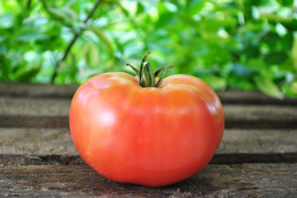 Mexico tomato