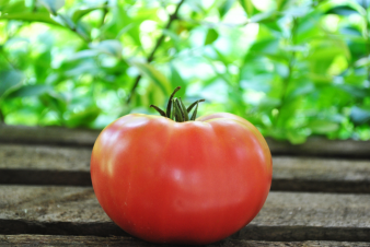 Mexico tomato