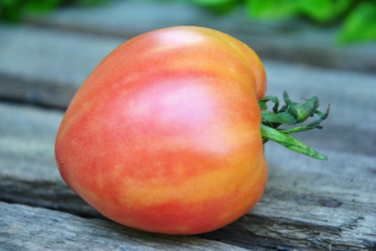 Sunkissed  Peach Dwarf