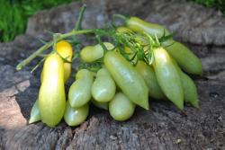 Dancing green fingers