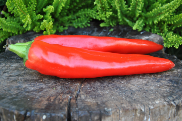 guajillo chili