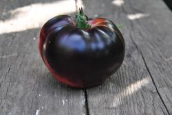 Ognista katja/ Fiery Katya