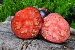 Ognista katja/ Fiery Katya