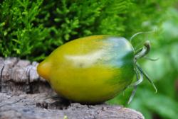 Orekhovaya Sliva/ Orzechowa śliwka