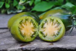 Orekhovaya Sliva/ Orzechowa śliwka