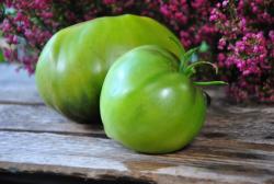 Zelenoye Serdtse Sofii / zielone serce Sofii