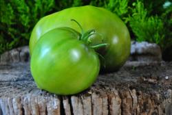 Zelenoye Serdtse Sofii / zielone serce Sofii