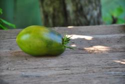 Sladkaya Tropicheskaya Grusha / słodka tropikalna gruszka