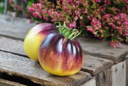 Zolotaya Chalma / Złoty turban