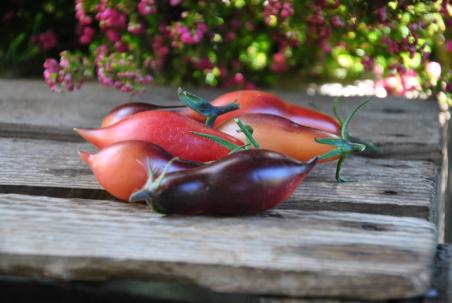 Qumquat Opal Rose