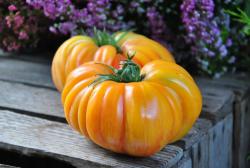 Mushroom Basket Striped