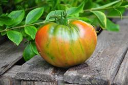 Carmella's yellow stropes