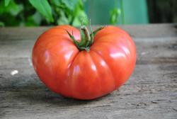 Mexico tomato