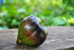 Izumrudnyy Dozhd'/ szmaragdowy deszcz