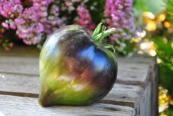 Izumrudnyy Dozhd'/ szmaragdowy deszcz