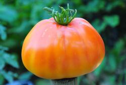 Medovyy Greben'/ honey comb/