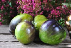 Izumrudnaya Kometa Sofii / szmaragdowa kometa Sofii