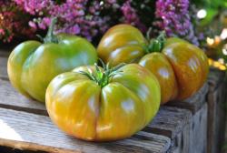 Klenovyy sirop/ syrop klonowy