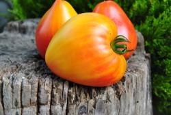 Leprechaun’s Rainbow