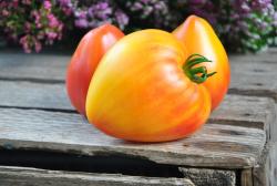 Leprechaun’s Rainbow