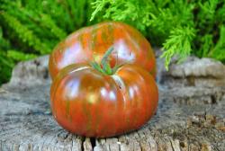 Large black and red boar