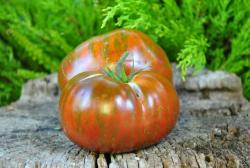 Large black and red boar