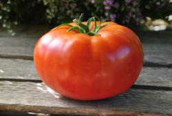 North Dakota Earliana