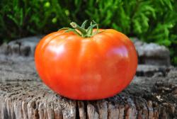 North Dakota Earliana