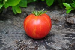 99/22 dean's drad gates dwarf