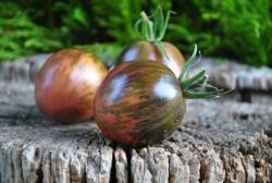 Prekrasnyy Marsianin /Piękny Marsjanin