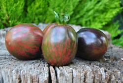 Prekrasnyy Marsianin /Piękny Marsjanin