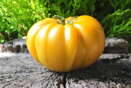 Dolofane de Tismana galben