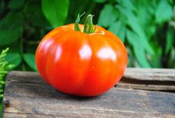 Preveza ou géant grec preveza