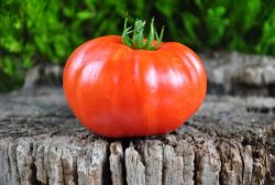 Preveza ou géant grec preveza