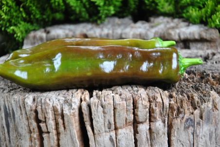 Palermo Chokoloni (Czekoladowa)