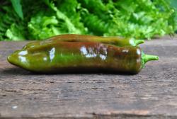 Palermo Chokoloni (Czekoladowa)