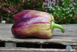 Purle smudge gold