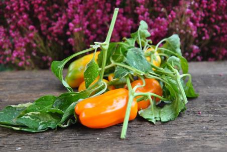 Candy Cene Orange Variegated