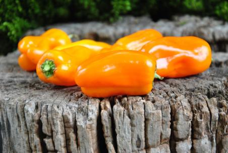 Candy Cene Orange Variegated