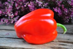 Red Bull / Красный Бык