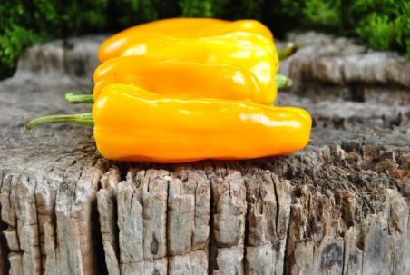 Candy Cane Yellow (variegated)