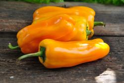 Candy Cane Yellow (variegated)