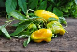 Candy Cane Yellow (variegated)