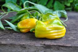 Candy Cane Yellow (variegated)