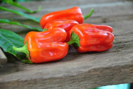 Candy Cane Red (variegated)