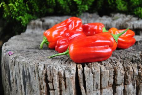 Candy Cane Red (variegated)